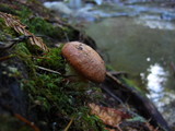 Suillus caerulescens image