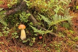 Boletus rubriceps image