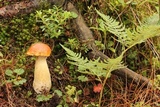 Boletus rubriceps image