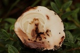 Boletus rubriceps image