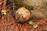 Boletus rubriceps image