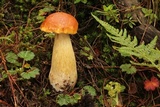 Boletus rubriceps image