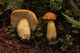 Boletus rubriceps image