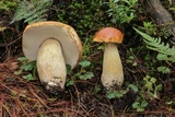 Boletus rubriceps image