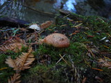 Suillus caerulescens image
