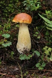 Boletus rubriceps image