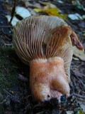 Lactarius rubrilacteus image