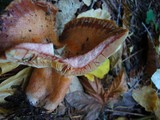 Lactarius rubrilacteus image