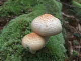 Neolentinus lepideus image