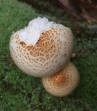 Neolentinus lepideus image