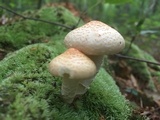 Neolentinus lepideus image