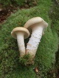 Neolentinus lepideus image