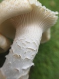 Neolentinus lepideus image
