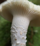 Neolentinus lepideus image