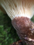 Tapinella atrotomentosa image
