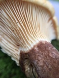 Tapinella atrotomentosa image