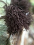 Stemonitis splendens image