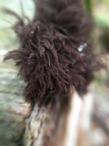 Stemonitis splendens image