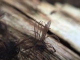 Stemonitis splendens image