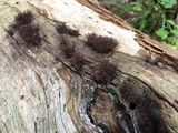 Stemonitis splendens image