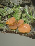 Scutellinia pseudotrechispora image