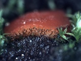 Scutellinia pseudotrechispora image