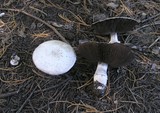 Agaricus moelleri image