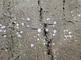 Pertusaria albescens var. albescens image