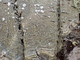 Pertusaria albescens var. albescens image