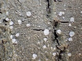 Pertusaria albescens var. albescens image