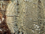 Pertusaria albescens var. albescens image