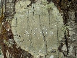 Pertusaria albescens var. albescens image
