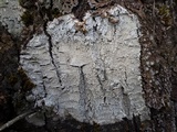 Pertusaria hemisphaerica image