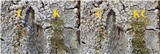 Pertusaria hemisphaerica image