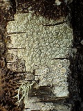 Pertusaria pertusa image