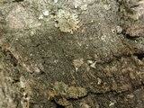 Amandinea punctata image