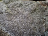 Diploschistes caesioplumbeus image