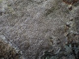 Diploschistes caesioplumbeus image