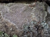 Diploschistes caesioplumbeus image