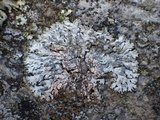 Physcia caesia image