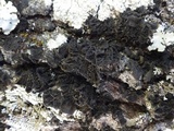 Collema furfuraceum image