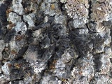 Collema furfuraceum image