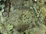 Buellia disciformis image