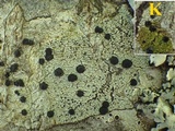 Buellia disciformis image