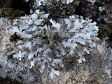 Hypotrachyna britannica image