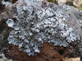 Hypotrachyna britannica image