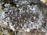Hypotrachyna britannica image