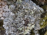Hypotrachyna britannica image