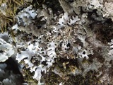 Hypotrachyna britannica image