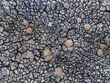 Lecanora muralis image